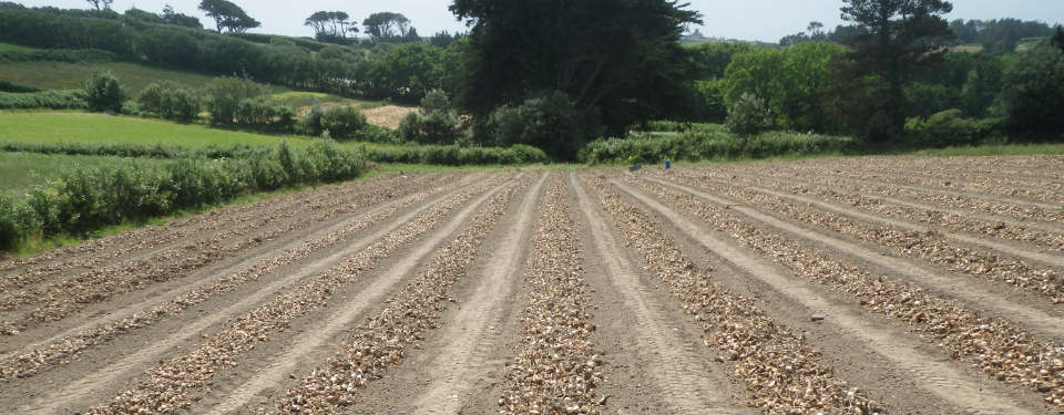 Lunnon Flower Farming Isles of Scilly Bulbs