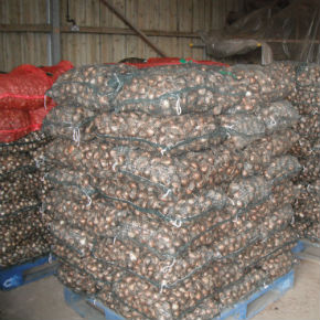 Order Isles of Scilly Farm Bulbs