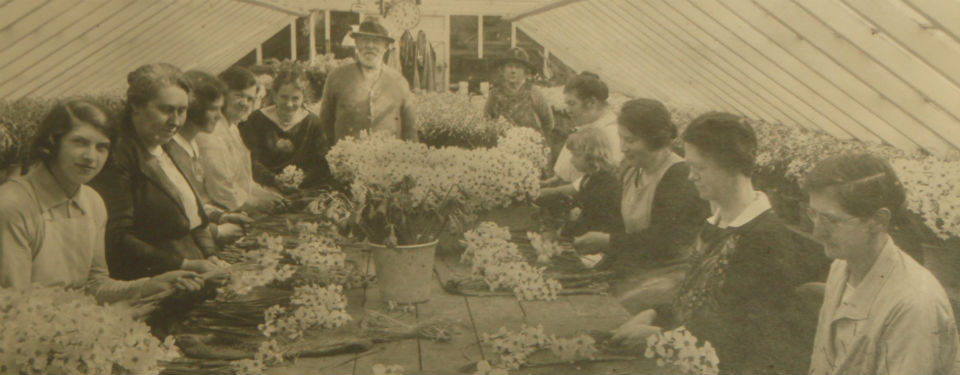 Lunnon Daffodil Farming Isles of Scilly