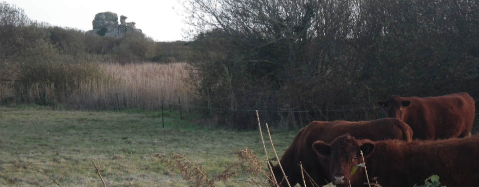 Wildlife on the Isles of Scilly