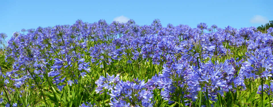 Lunnon Daffodil Farming Isles of Scilly