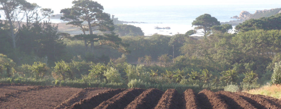 Lunnon Farm Bulb Farming Isles of Scilly Farm accomodation