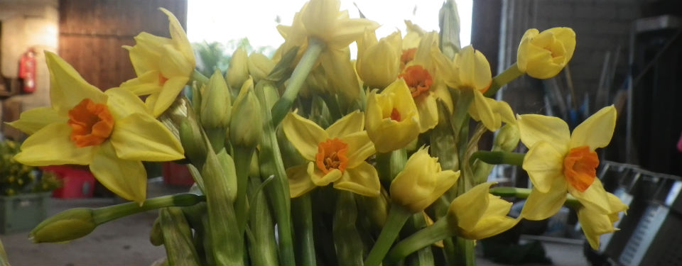Lunnon Daffodil Farming Isles of Scilly