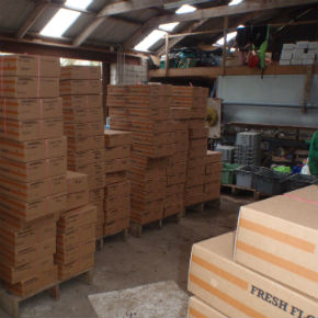 Order Isles of Scilly Farm Flowers Post