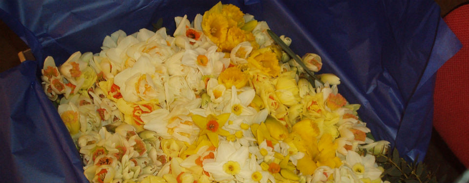 Lunnon Daffodil Farming Isles of Scilly