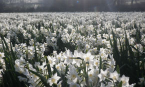 Isles of Scilly flower farm with accomodation