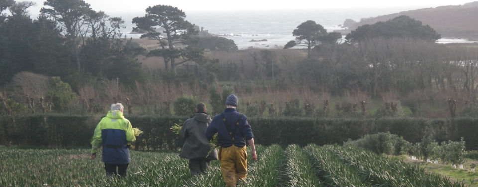 Lunnon Daffodil Farming Isles of Scilly