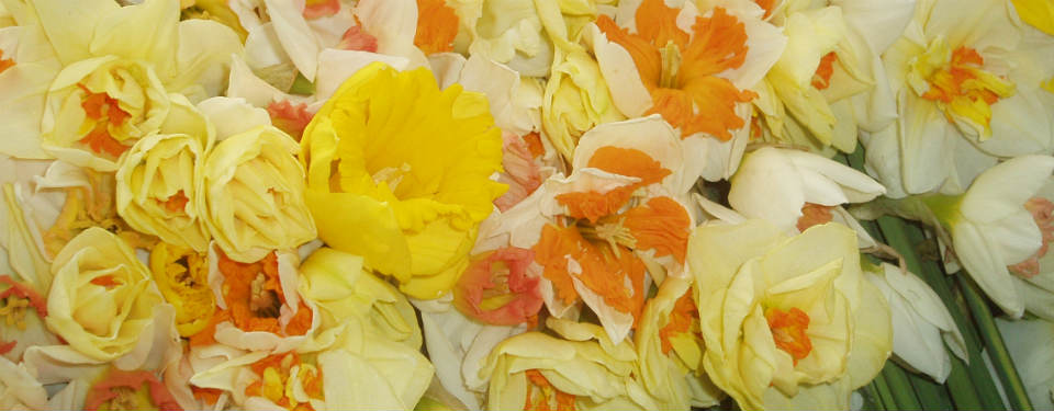 Lunnon Daffodil Farming Isles of Scilly