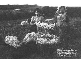 Isles of Scilly History Flower Farming