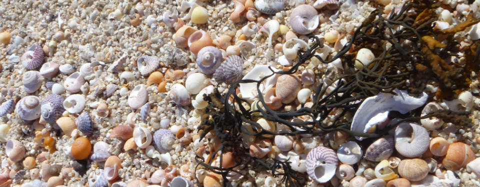 Shells and Beaches near Lunnon Farm