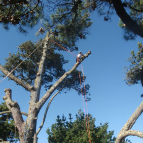 Isles of Scilly Tree Work Specialist Contract