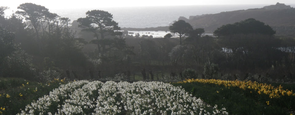 Lunnon Daffodil Farming Isles of Scilly